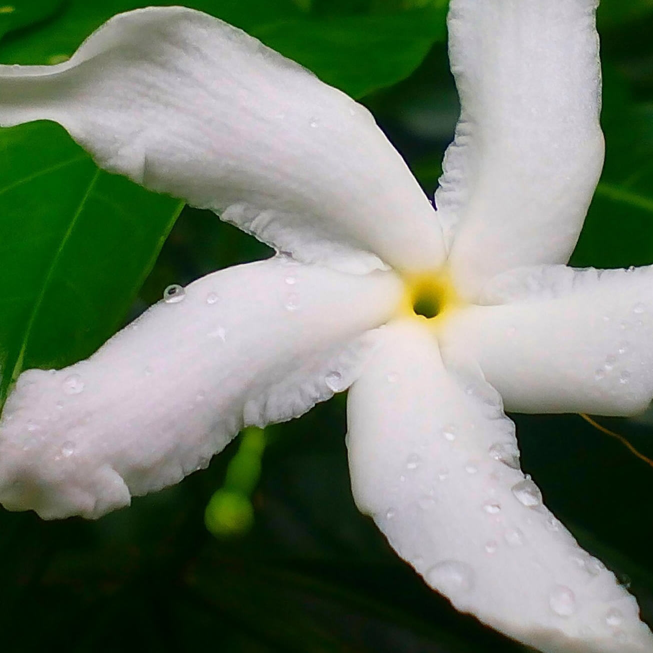 jasmine flower