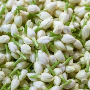 fresh jasmine